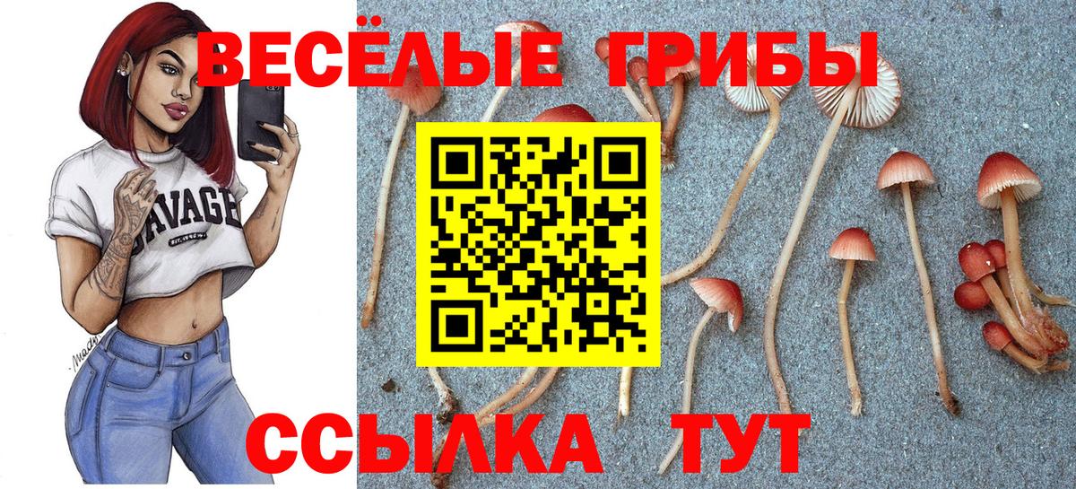 Псилоцибиновые грибы Psilocybe  Вход с VPN  Сосновоборск 